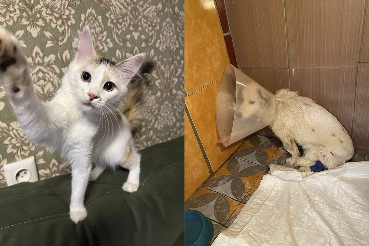 Притулок «Промінчик надії» Притулок «Промінчик надії»