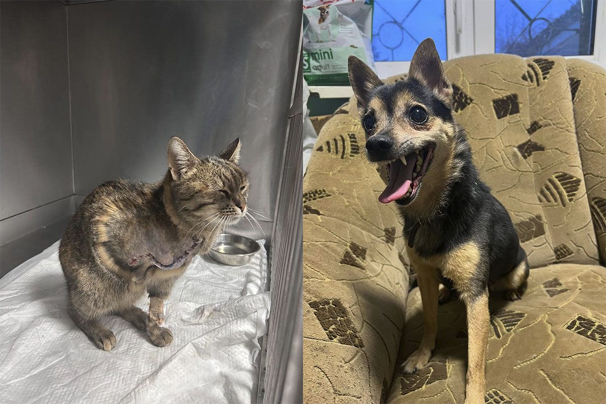 Ви можете зробити їм подарунок на Новий рік Ви можете зробити їм подарунок на Новий рік