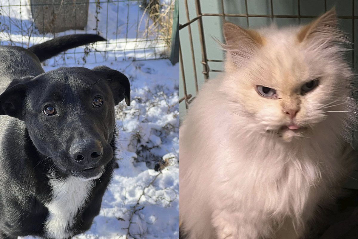 Такі різні - а усі мріють про люблячих господарів Такі різні - а усі мріють про люблячих господарів