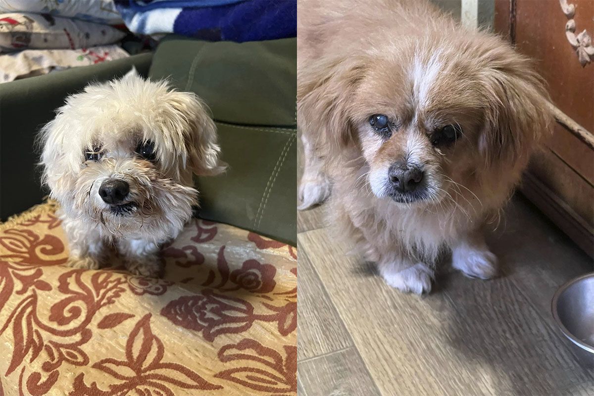 Лише погляньте в ці оченята Лише погляньте в ці оченята