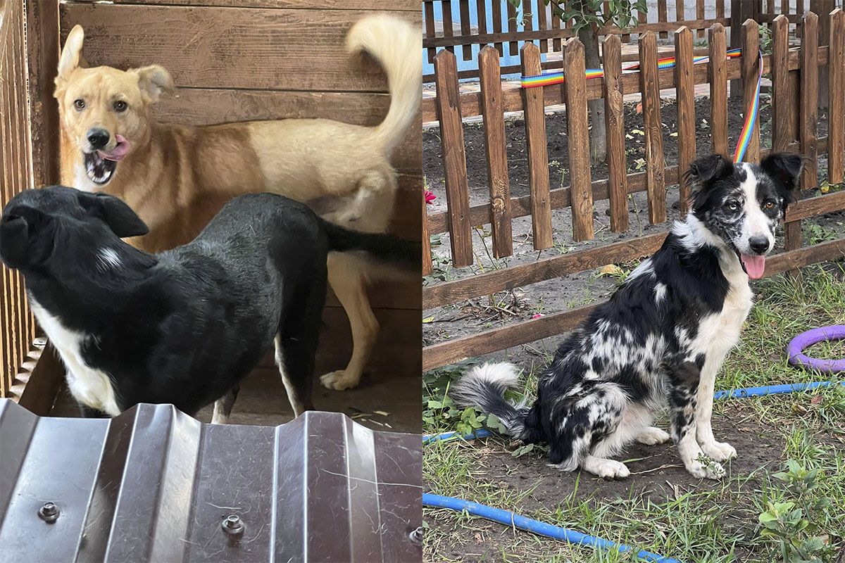 Можуть стати вашими вірними друзями Можуть стати вашими вірними друзями