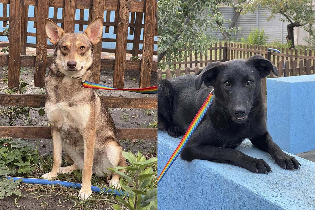 Вони чекають саме на вас! Вони чекають саме на вас!