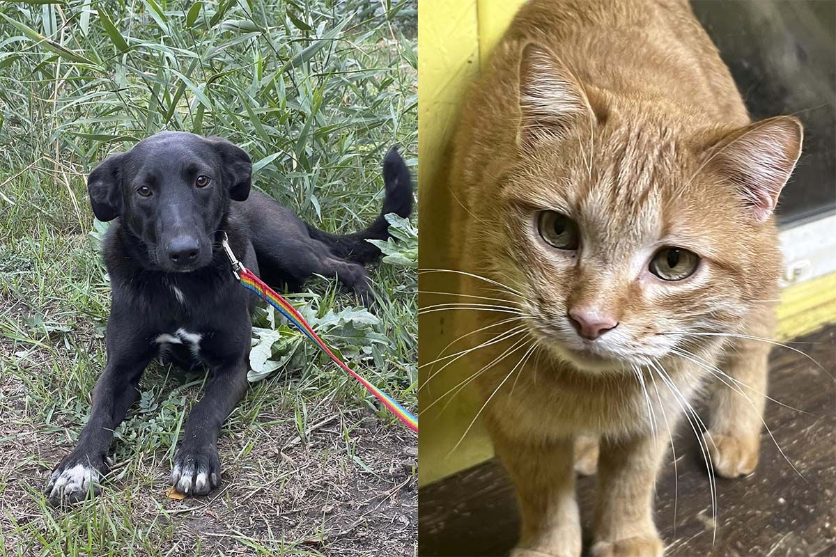 У пошуках господаря У пошуках господаря