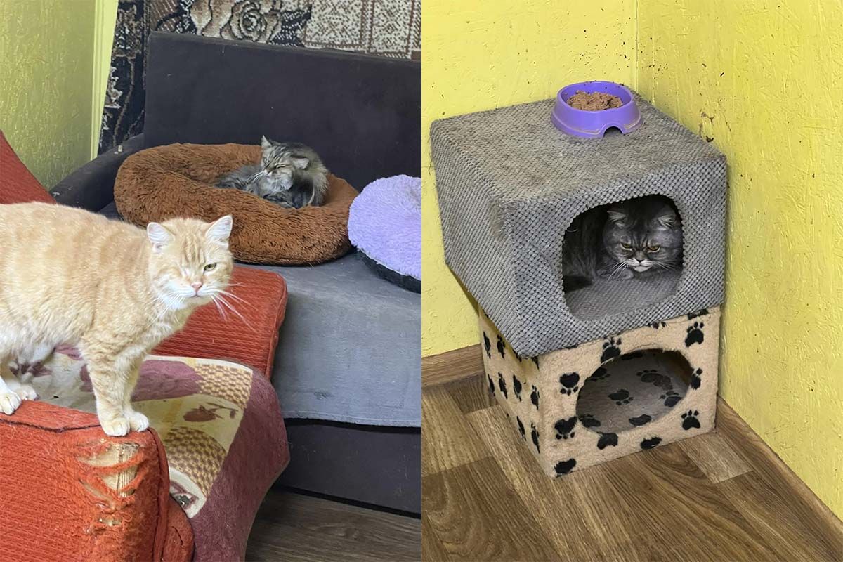 Придивіться до котиків на фото Придивіться до котиків на фото