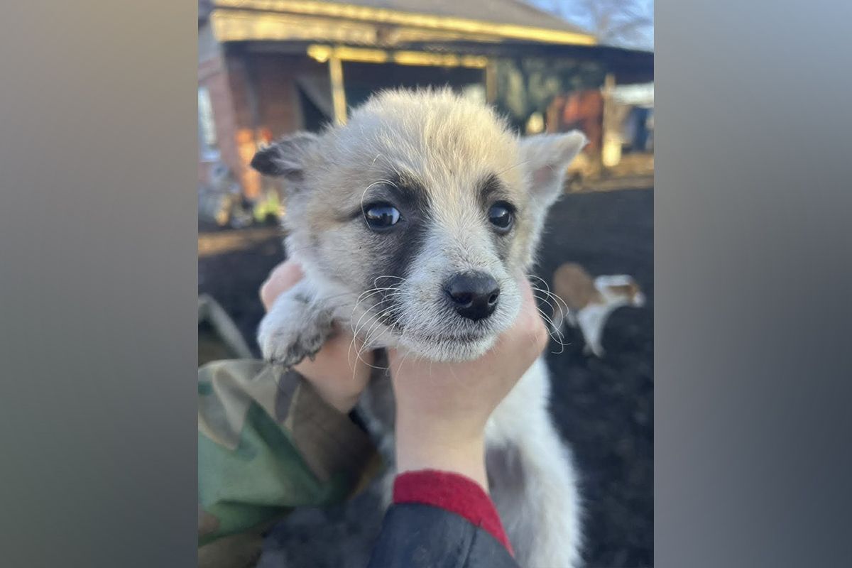 Щенки Щенки