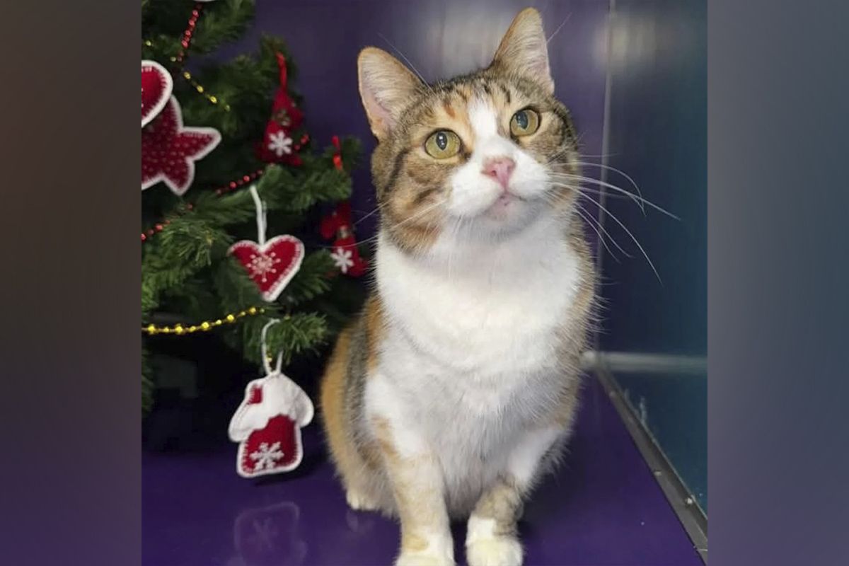 Гейша Гейша