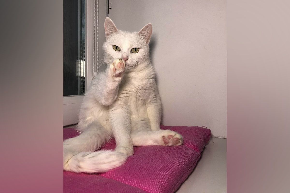 Зендая Зендая