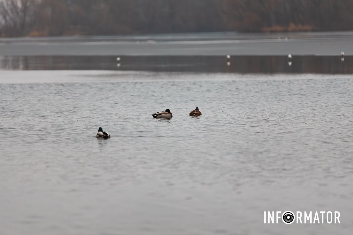 Ходити на лід все ж не варто: ріку Дніпро на Водохреще вкрило тонкою кригою 3
