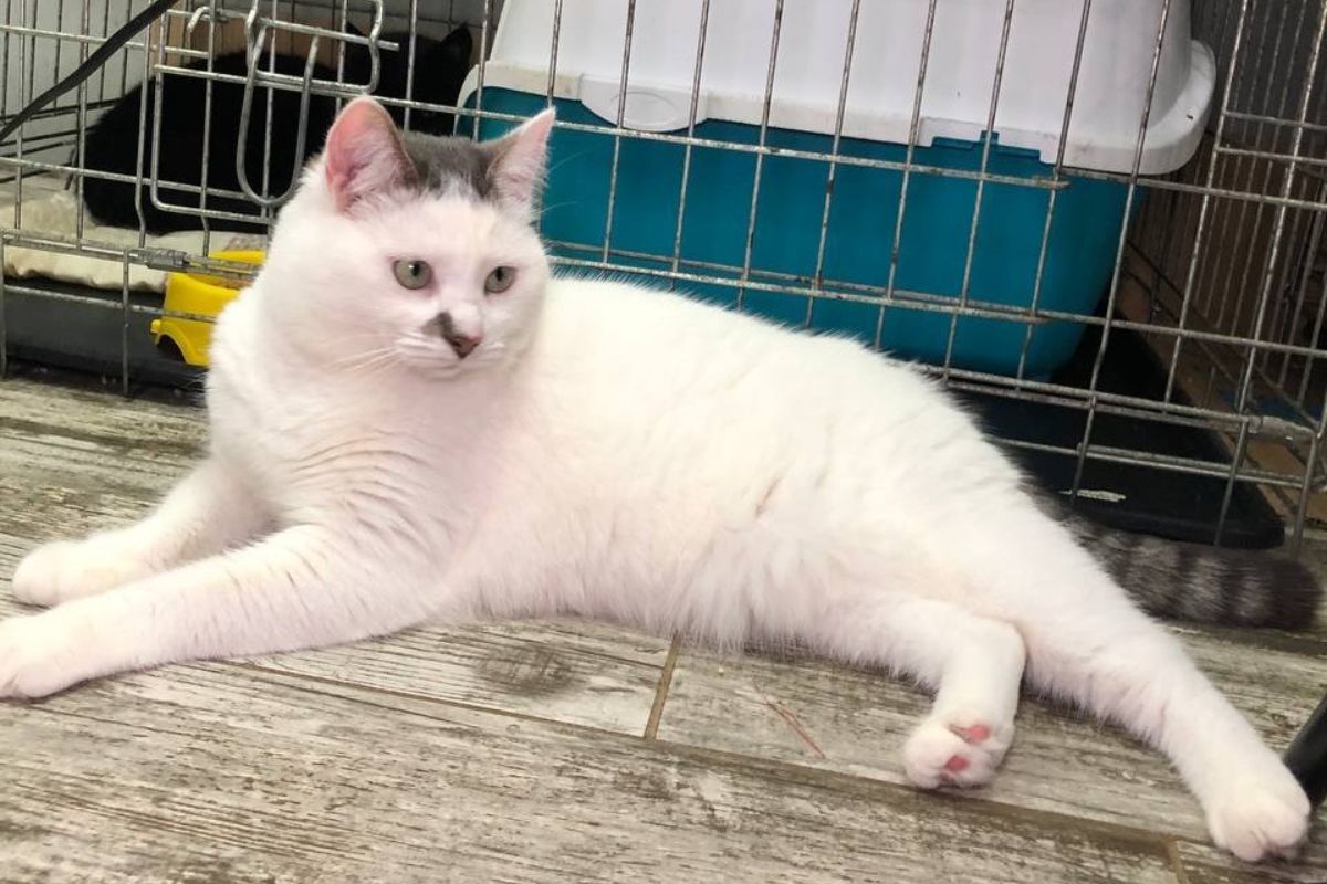 Светик ожидает новой семьи Светик ожидает новой семьи