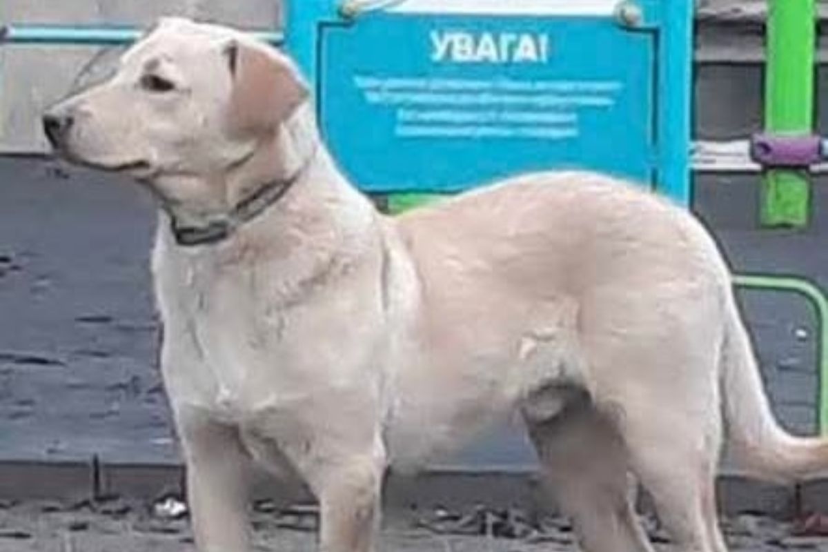 Этот отборный пес заслуживает лучшей жизни Этот отборный пес заслуживает лучшей жизни