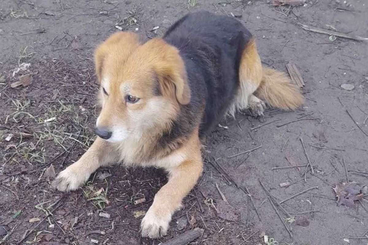 Вы можете помочь ему справиться с горем Вы можете помочь ему справиться с горем