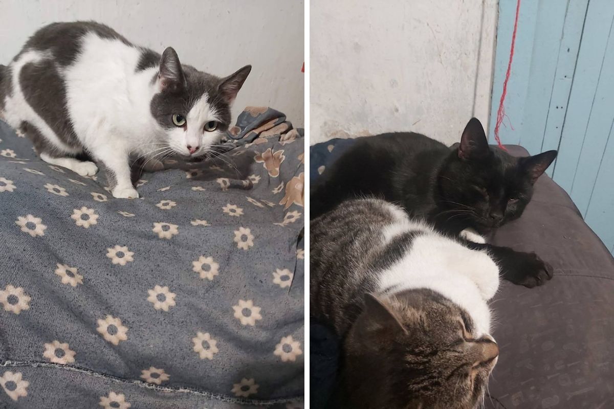 Сейчас им нужны новые дома Сейчас им нужны новые дома