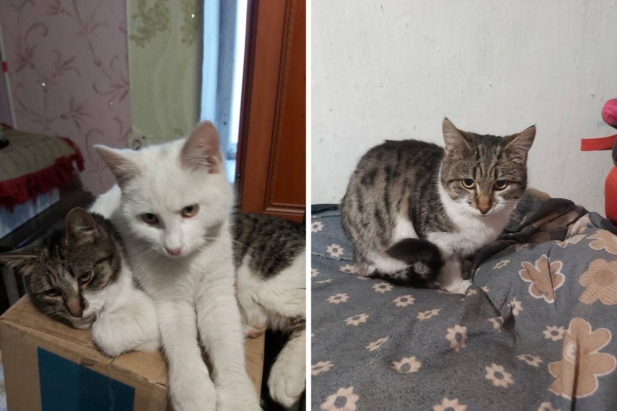 Эти котики чудом пережили обстрелы Эти котики чудом пережили обстрелы