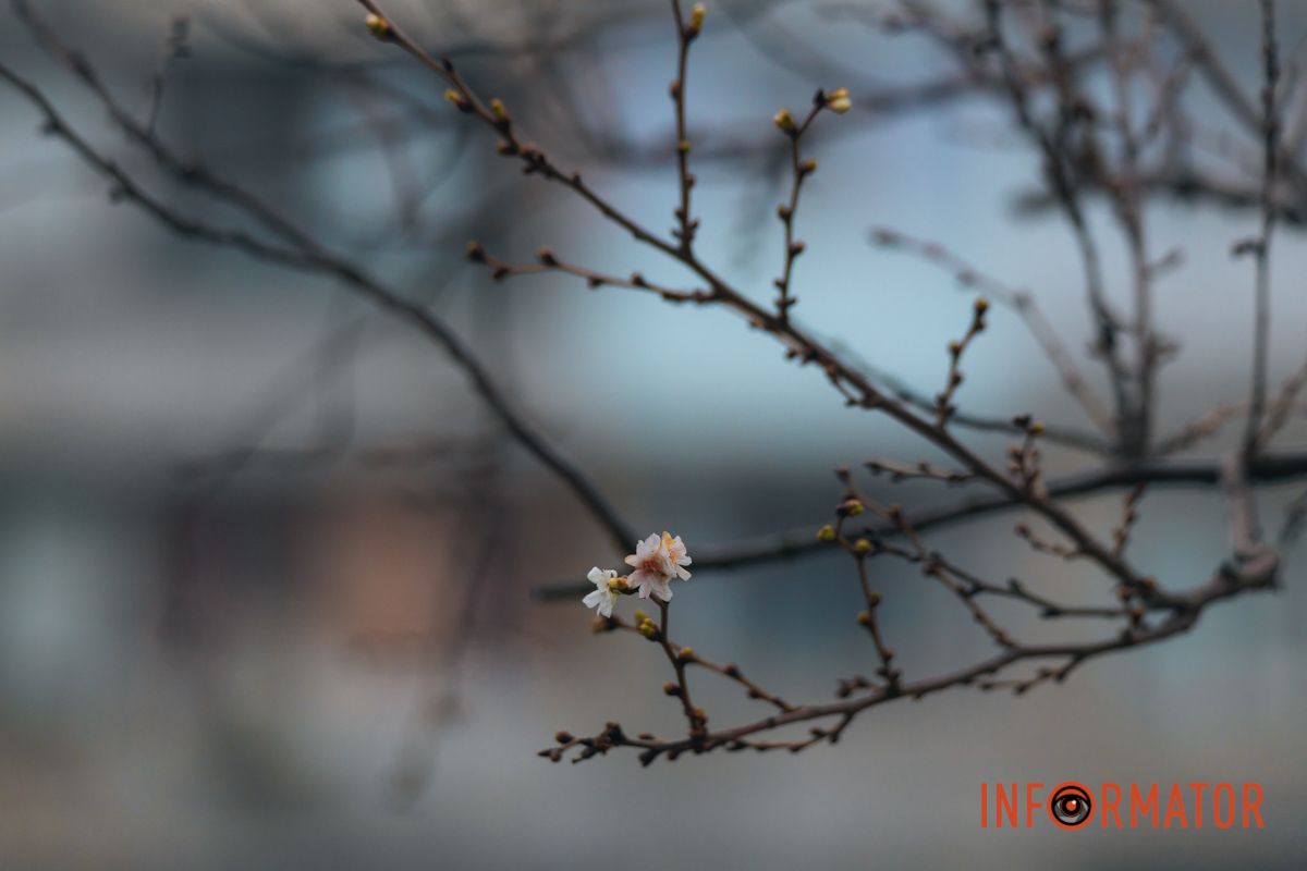 У Дніпрі на Набережній Перемоги у січні почала квітнути сакура 1