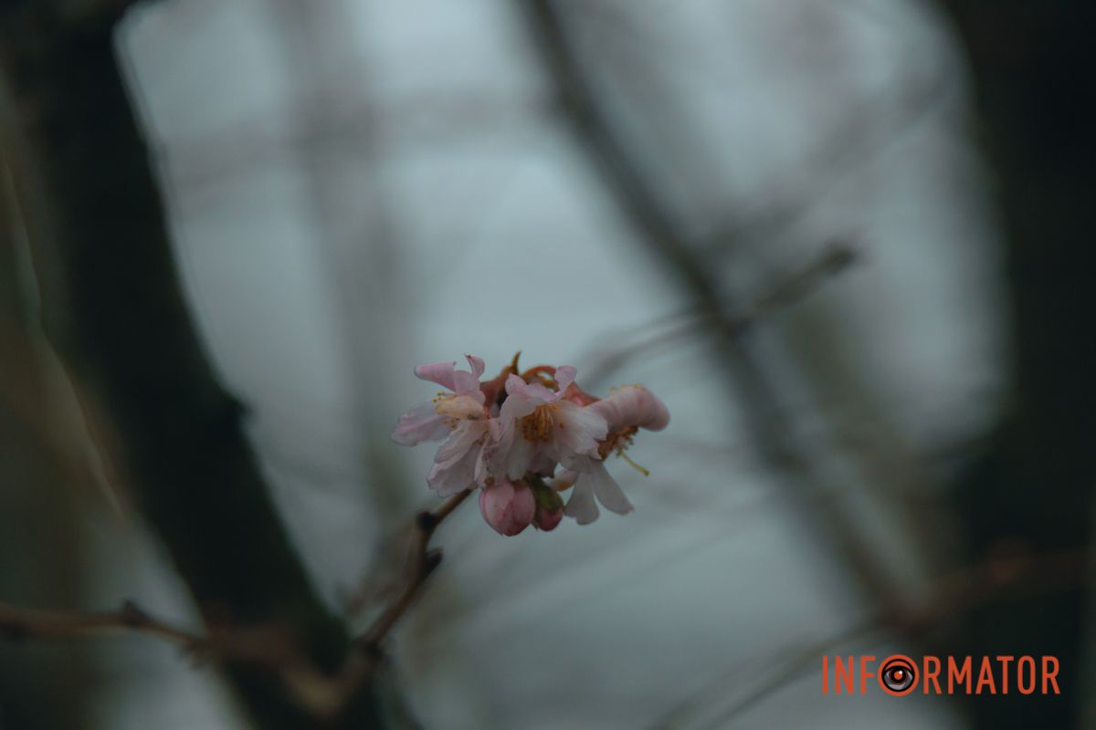 У Дніпрі на Набережній Перемоги у січні почала квітнути сакура 4