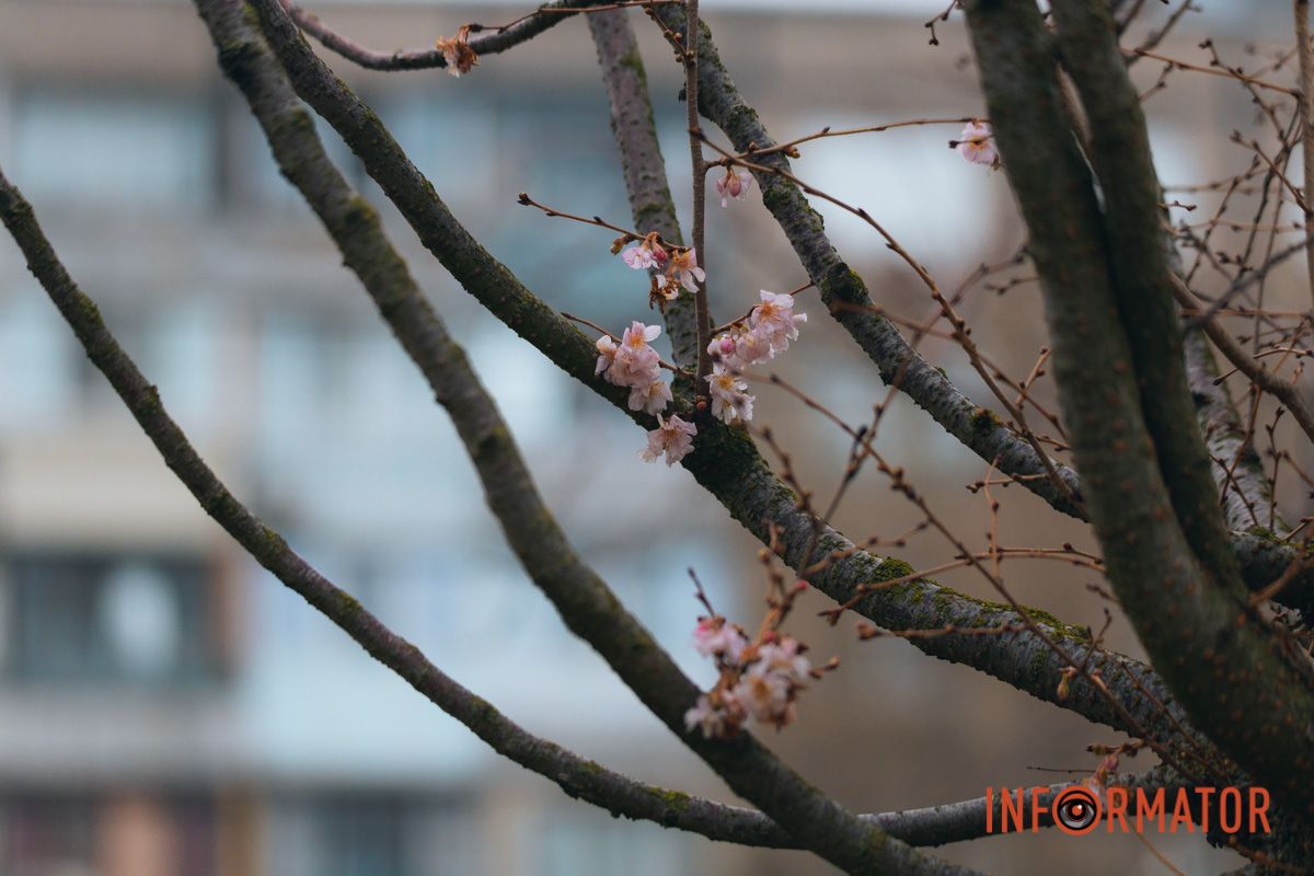 У Дніпрі на Набережній Перемоги у січні почала квітнути сакура 6