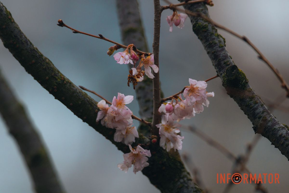 У Дніпрі на Набережній Перемоги у січні почала квітнути сакура 5