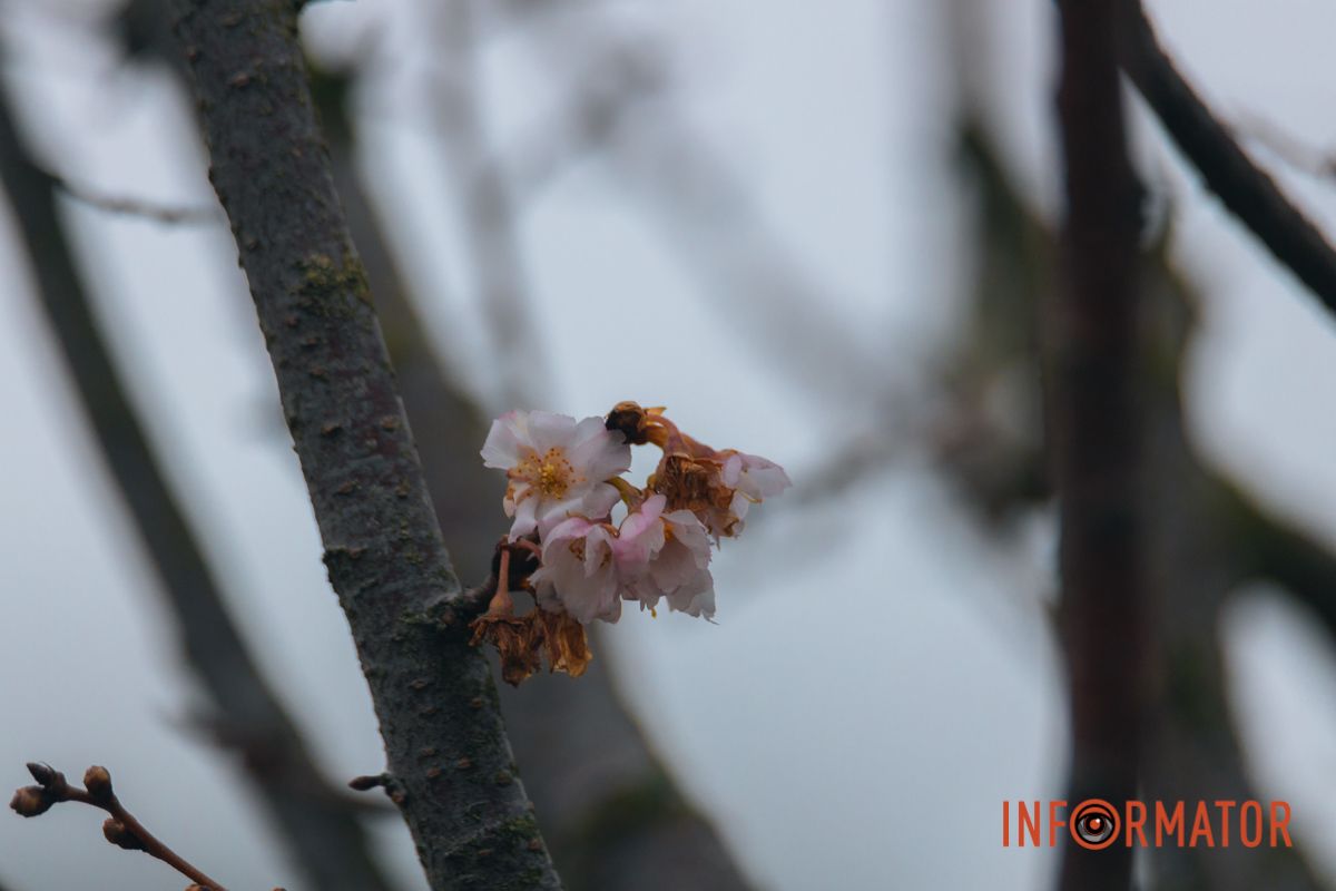 У Дніпрі на Набережній Перемоги у січні почала квітнути сакура 2