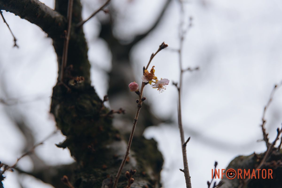 У Дніпрі на Набережній Перемоги у січні почала квітнути сакура 3