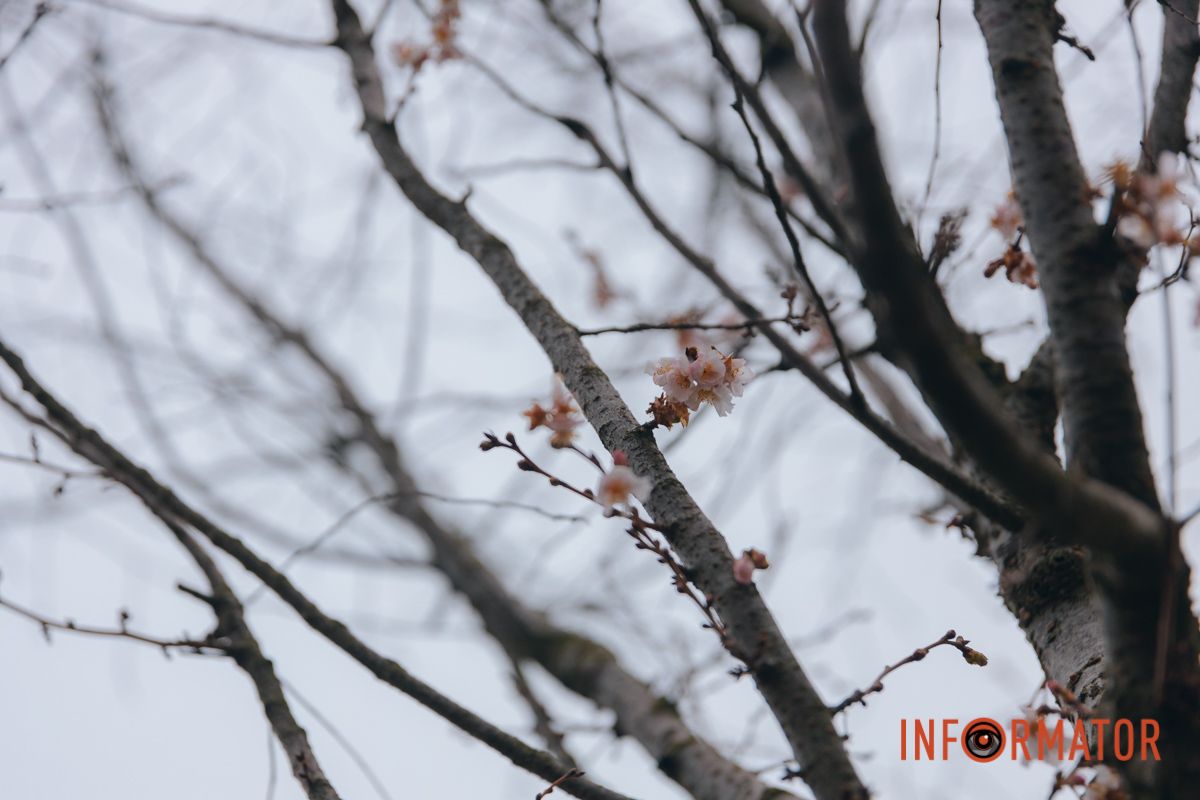 У Дніпрі на Набережній Перемоги у січні почала квітнути сакура 12