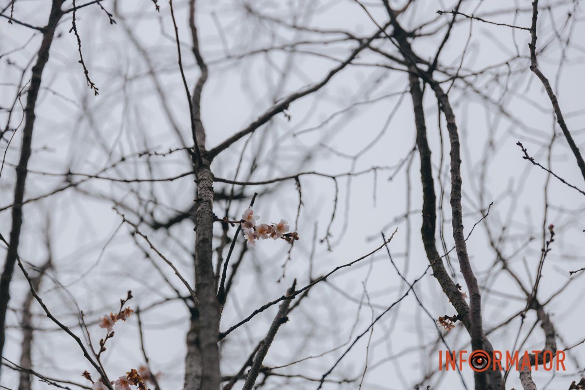 У Дніпрі на Набережній Перемоги у січні почала квітнути сакура 9