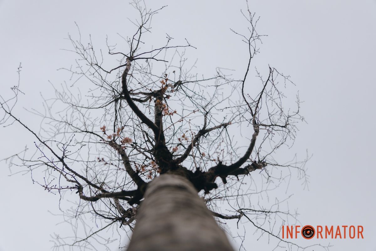 У Дніпрі на Набережній Перемоги у січні почала квітнути сакура 8