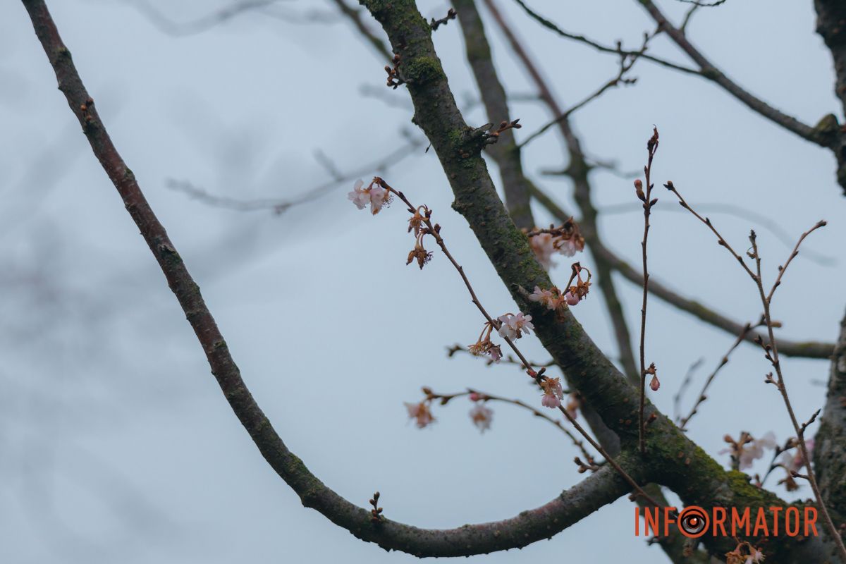 У Дніпрі на Набережній Перемоги у січні почала квітнути сакура 10