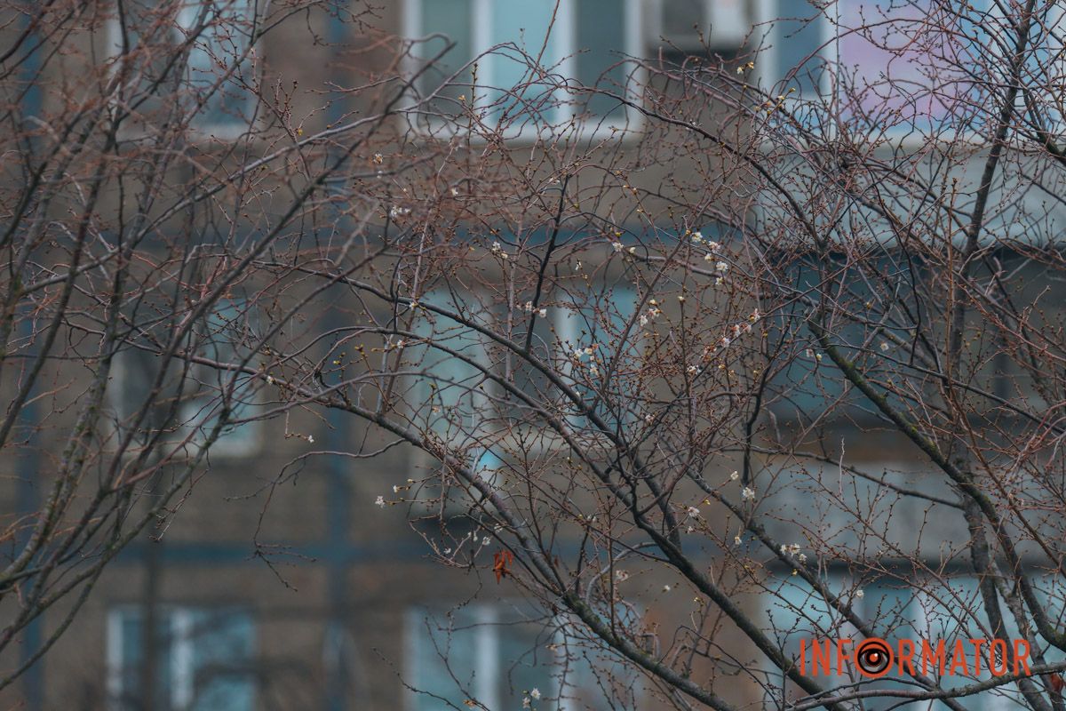 У Дніпрі на Набережній Перемоги у січні почала квітнути сакура 11