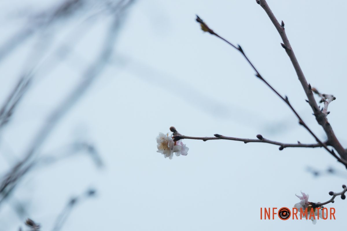 У Дніпрі на Набережній Перемоги у січні почала квітнути сакура 14