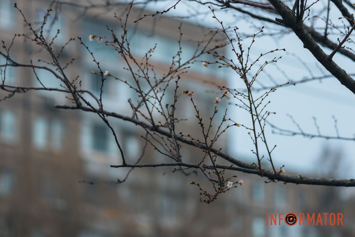 У Дніпрі на Набережній Перемоги у січні почала квітнути сакура 15