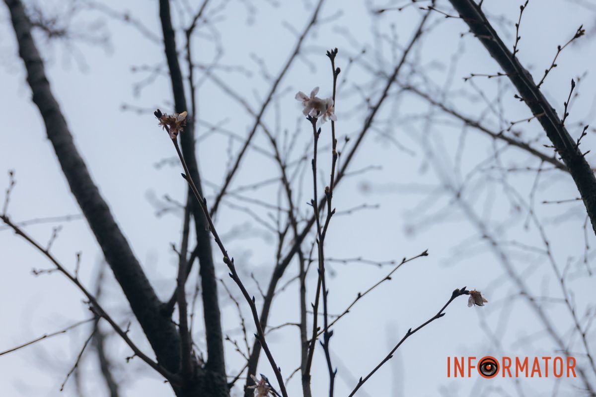 У Дніпрі на Набережній Перемоги у січні почала квітнути сакура 16