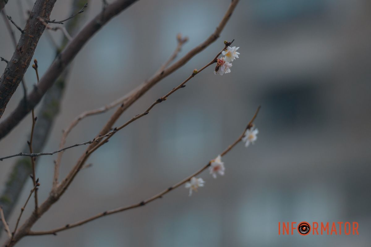 У Дніпрі на Набережній Перемоги у січні почала квітнути сакура 21