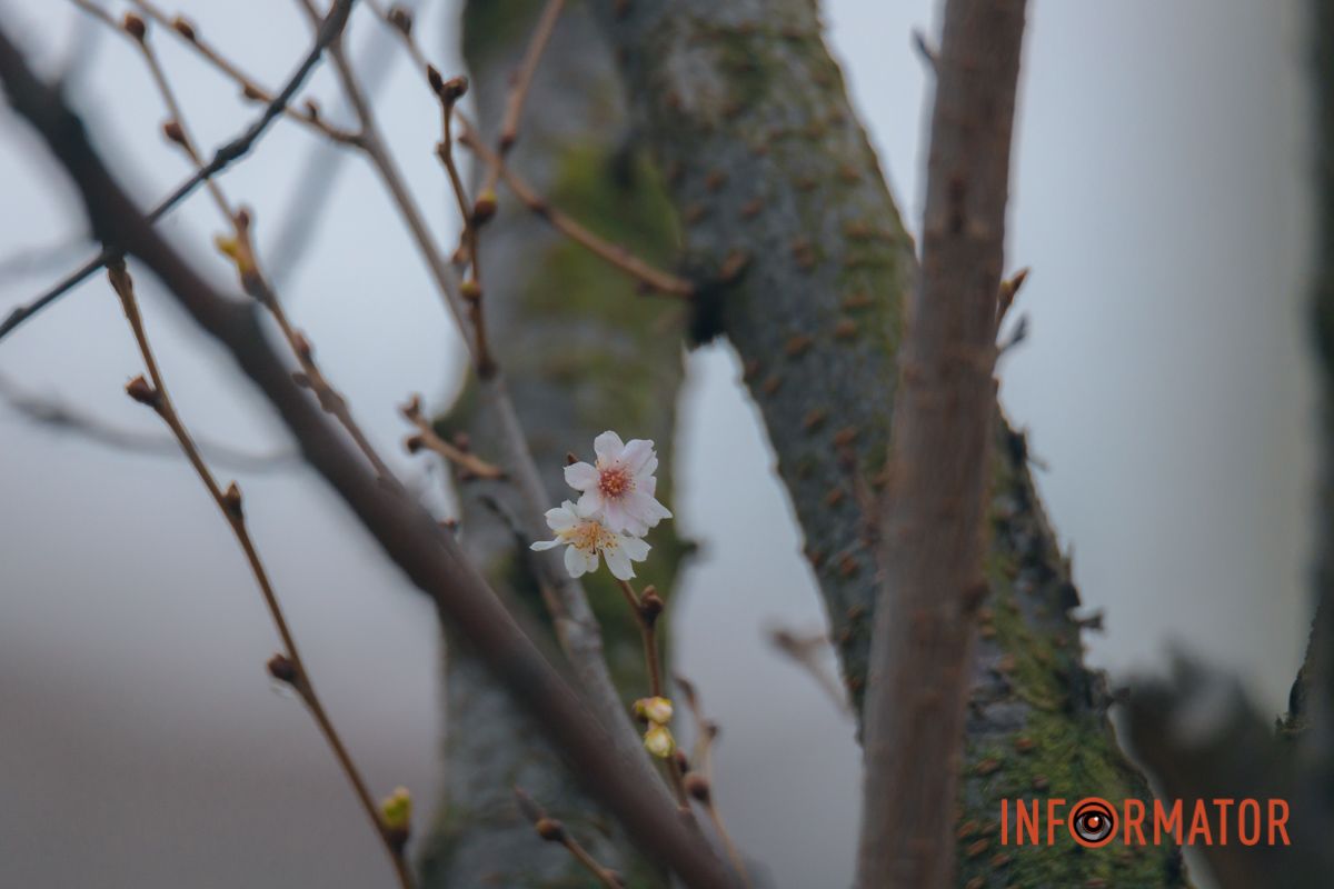 У Дніпрі на Набережній Перемоги у січні почала квітнути сакура 18