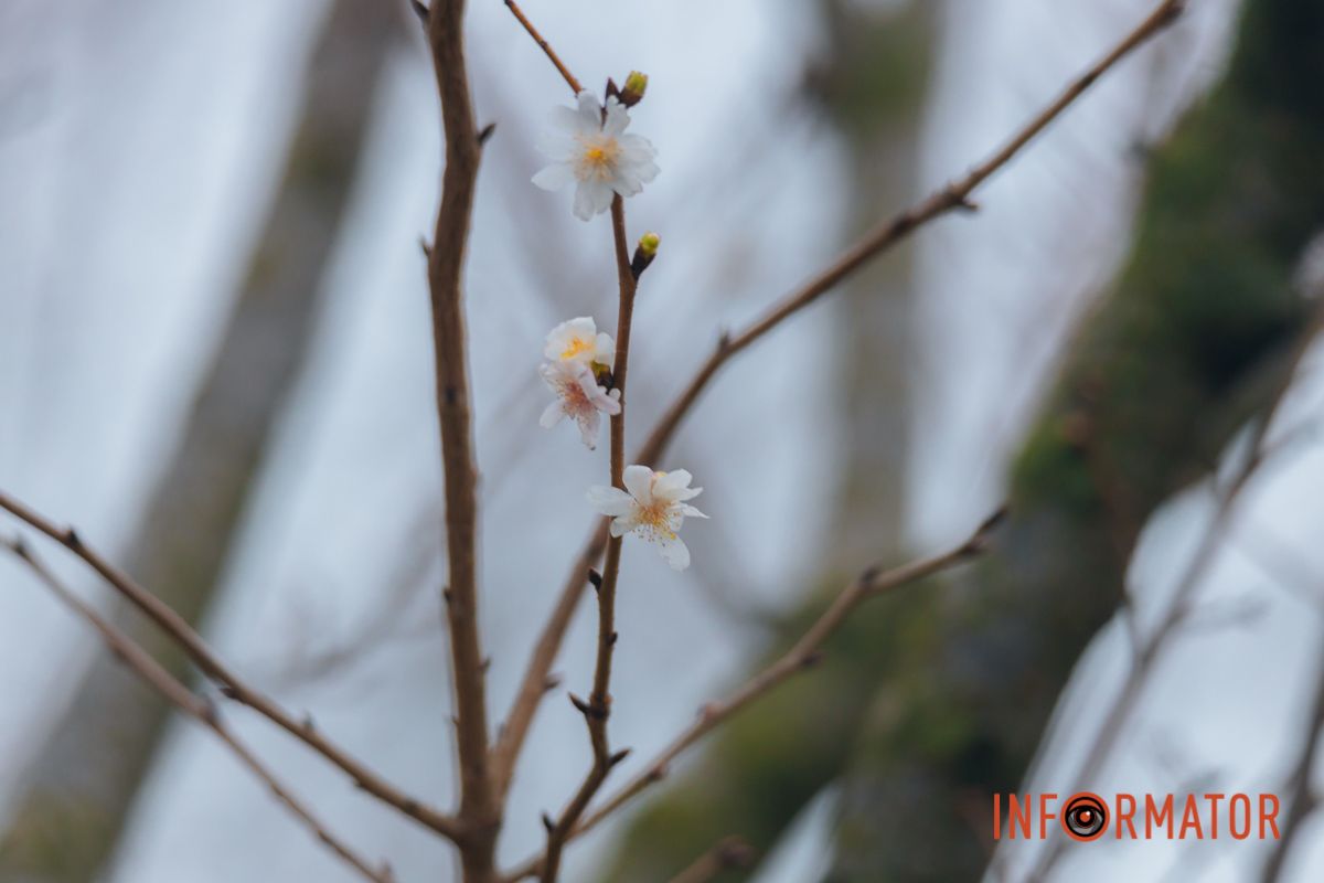 У Дніпрі на Набережній Перемоги у січні почала квітнути сакура 17
