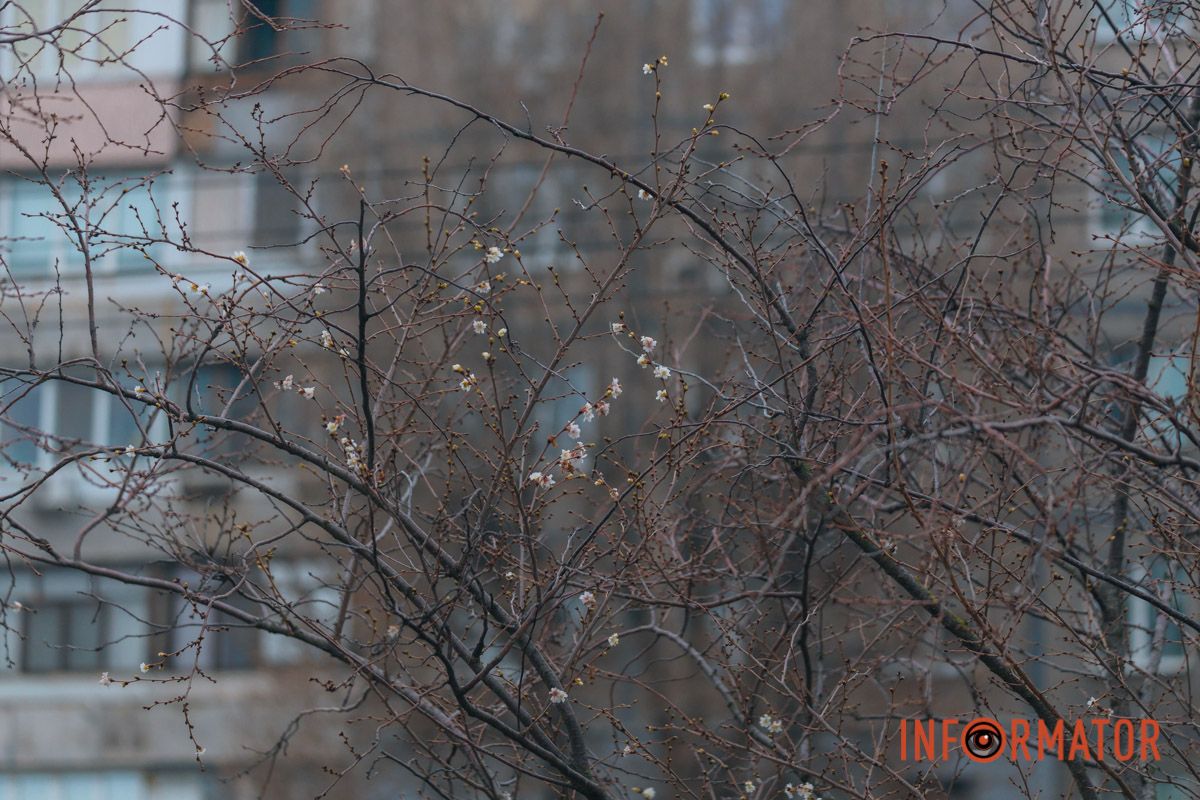 У Дніпрі на Набережній Перемоги у січні почала квітнути сакура 23