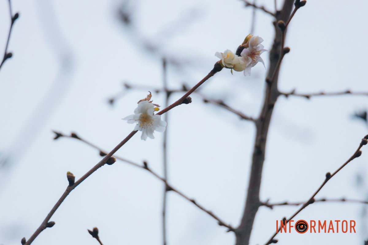 У Дніпрі на Набережній Перемоги у січні почала квітнути сакура 20