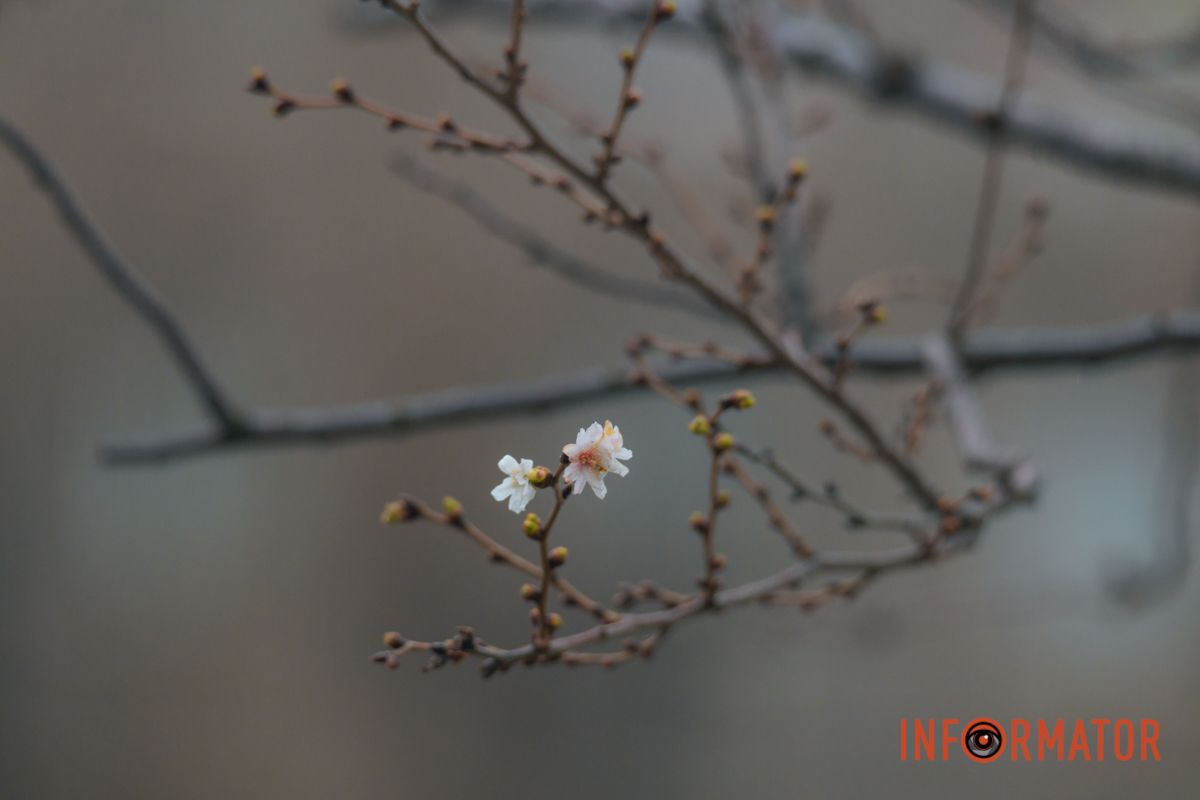 У Дніпрі на Набережній Перемоги у січні почала квітнути сакура 19