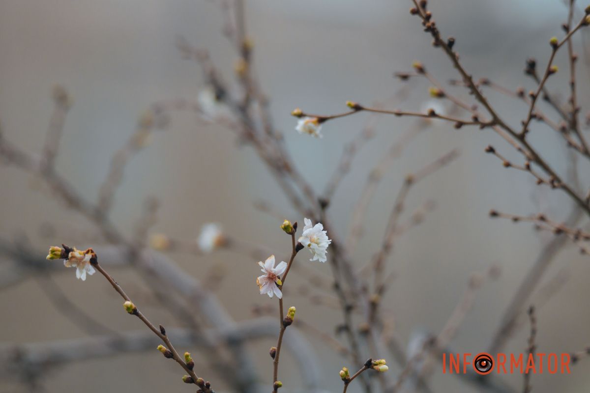 У Дніпрі на Набережній Перемоги у січні почала квітнути сакура 22