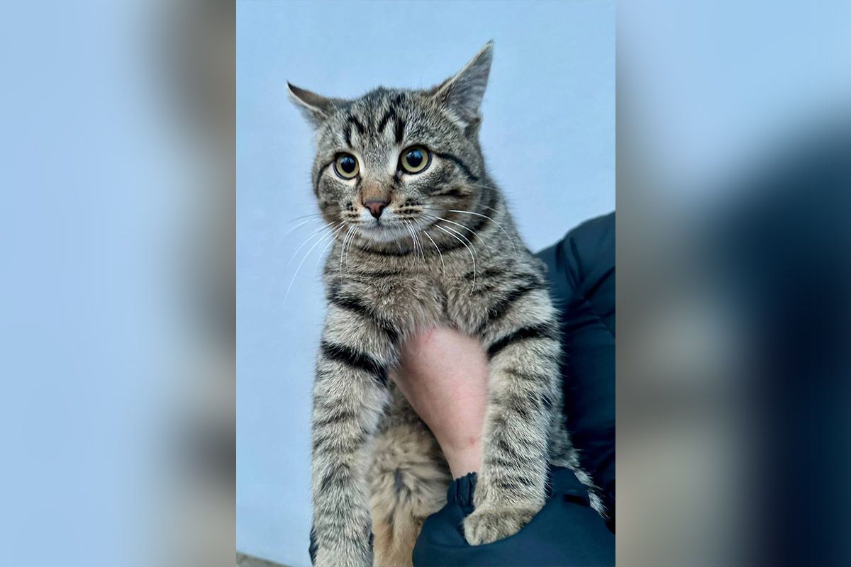 Васька-Поль