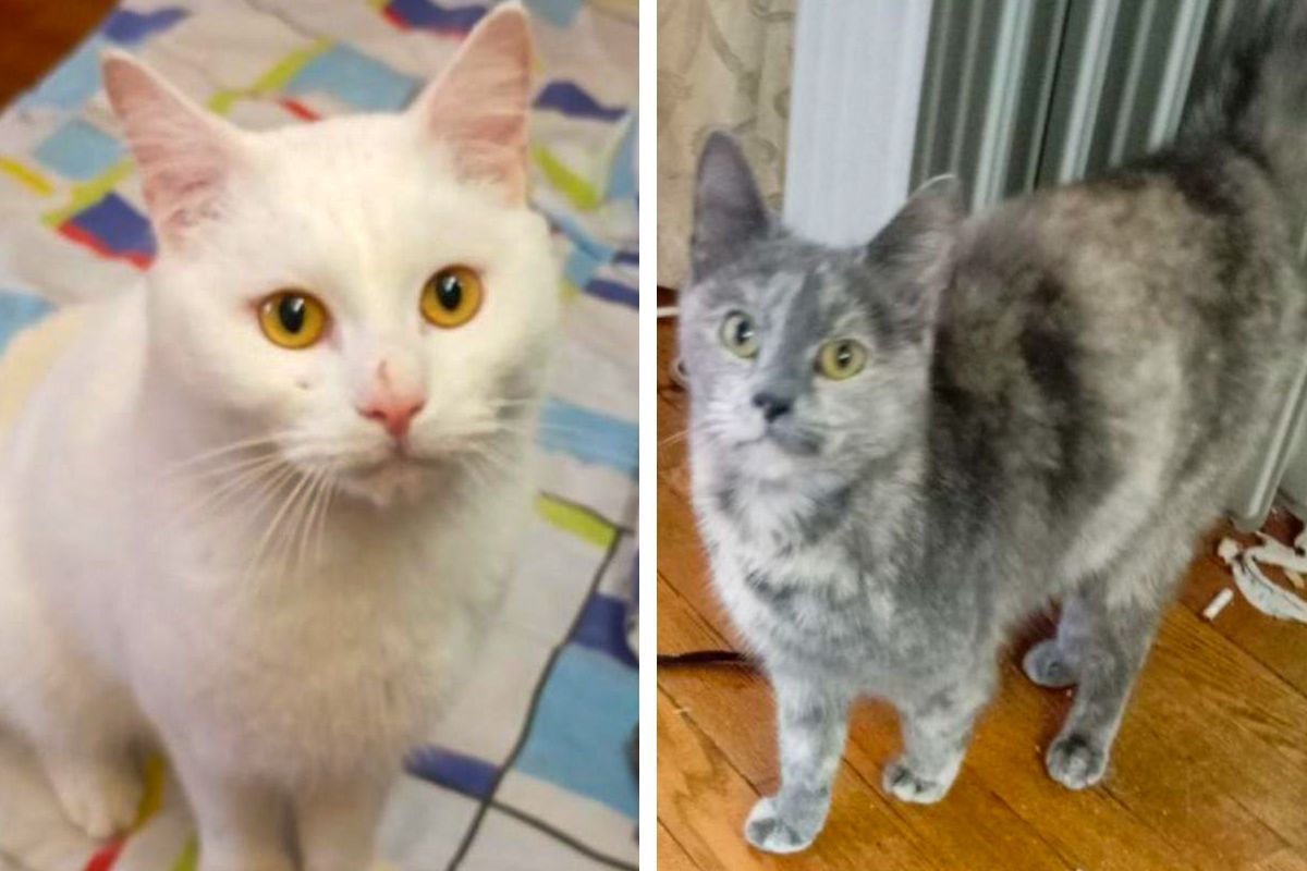 Они могут быть вашими