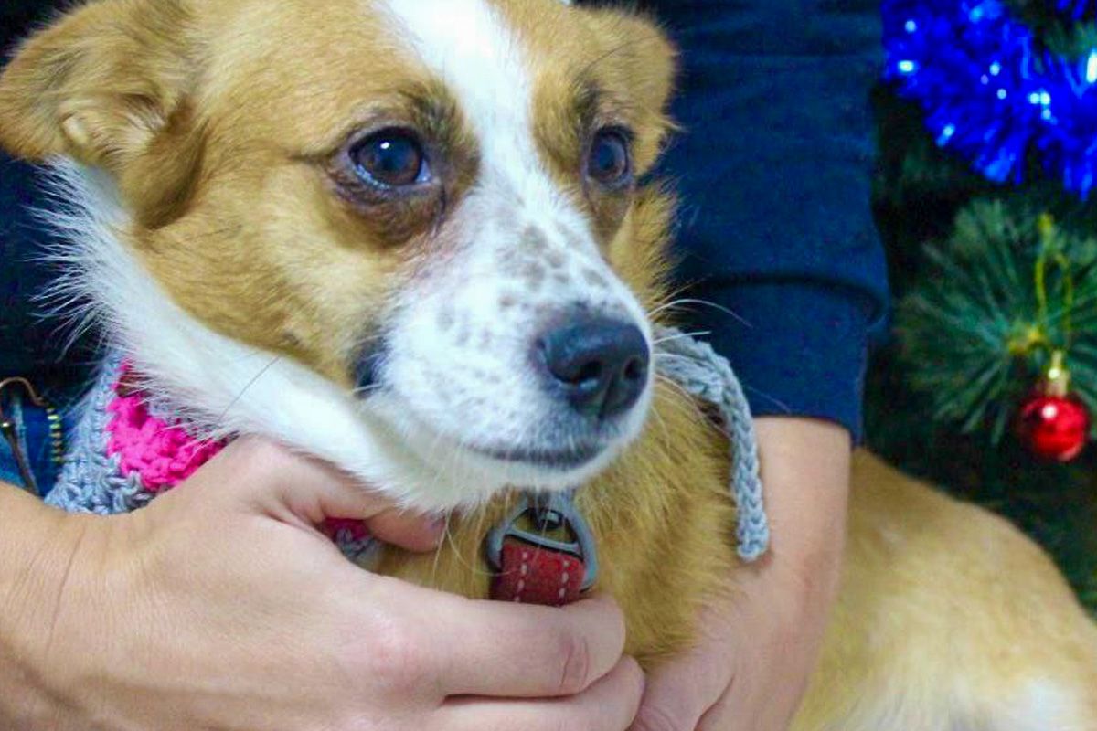 Крошки с большими сердцами: животные в Днепре ждут любящих хозяев 5