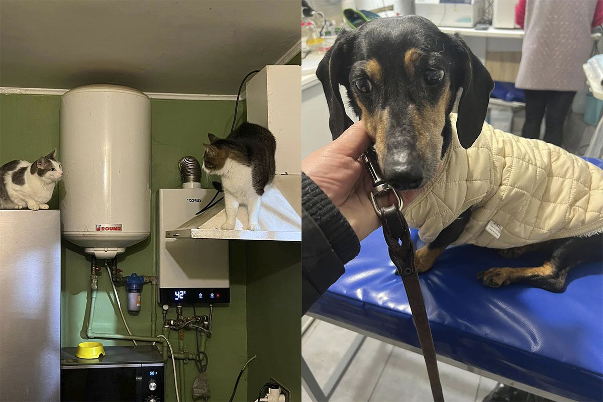 Убежище "Лучик надежды"