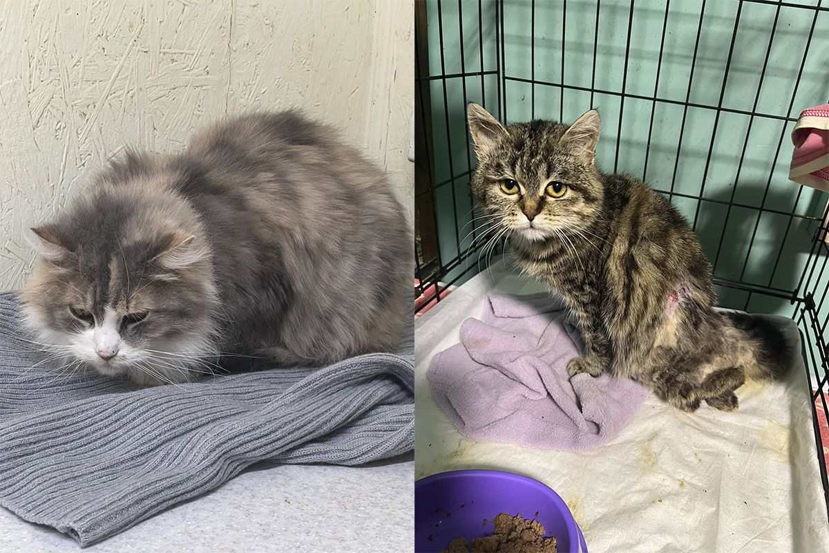 Некоторые пушистики нуждаются в медицинской помощи