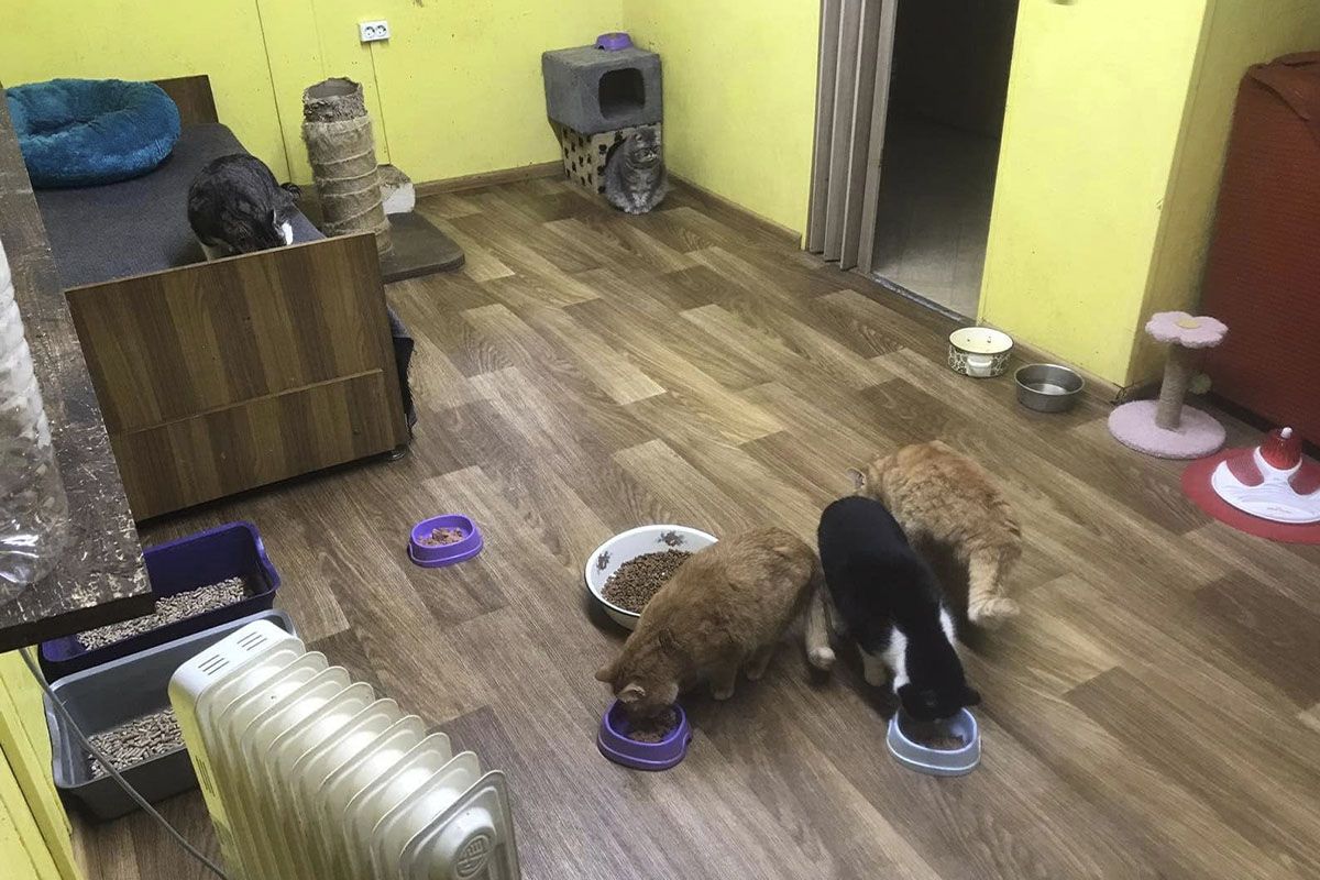 "Жилье" пушистиков