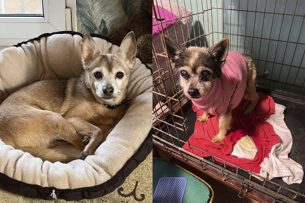 Могут стать вашими верными друзьями