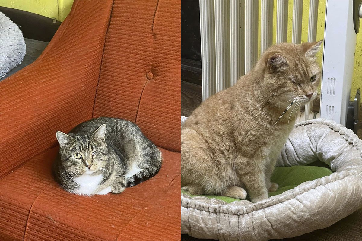 Присмотритесь к кошкам на фото