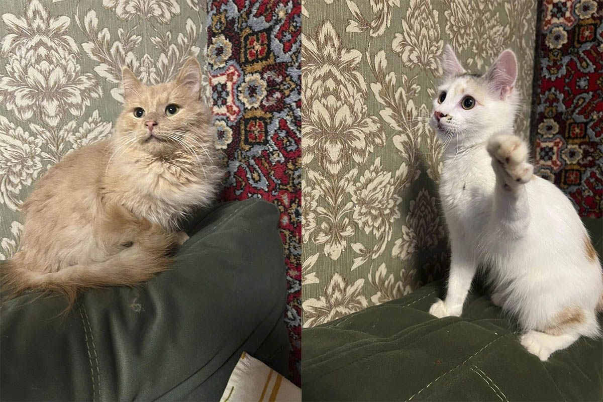 Им нужна ваша помощь