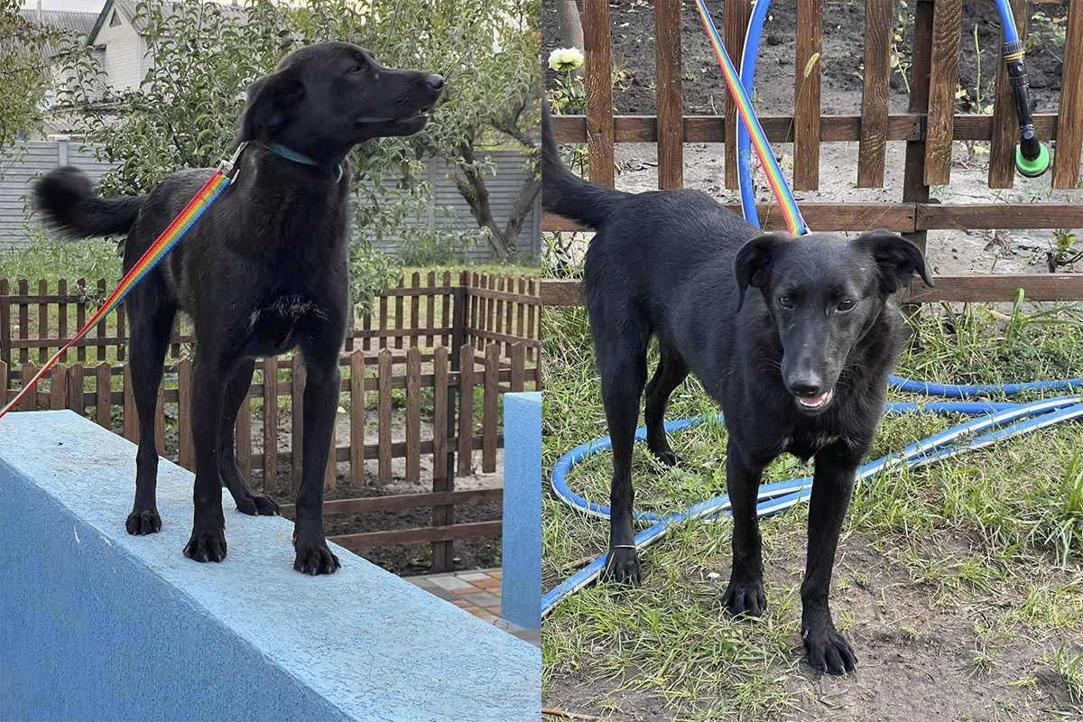 Ищут новые семьи