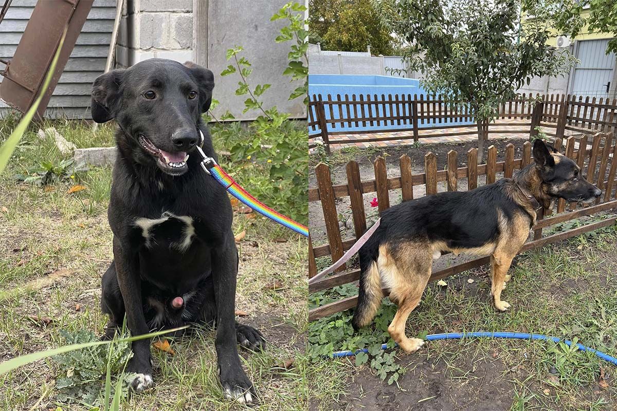 Такие разные - а все мечтают о любящих хозяевах