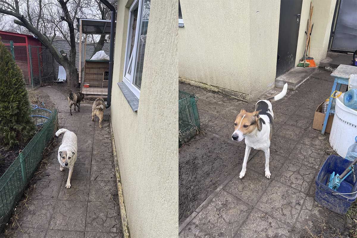 В поисках постоянных семей